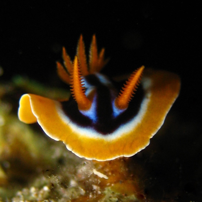 Голожаберный моллюск. Голожаберный моллюск.