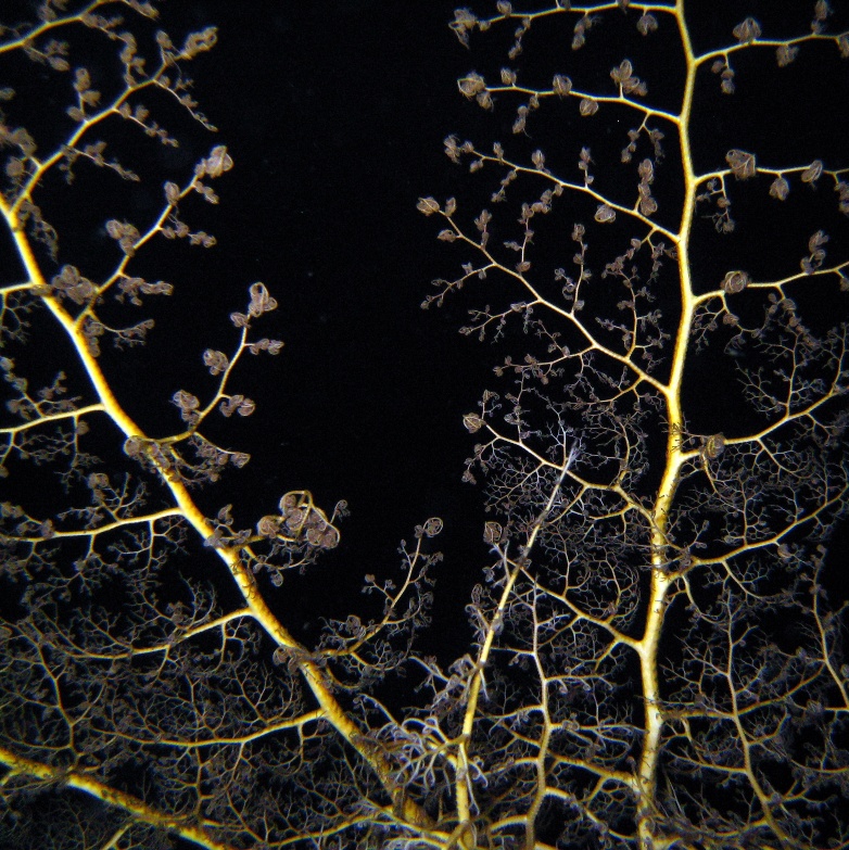 Офиура Горгоноцефал. Офиура Горгоноцефал.