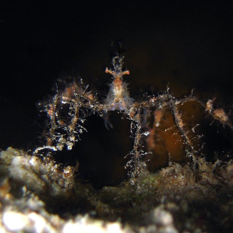 Шипастый краб-паук. Шипастый краб-паук.