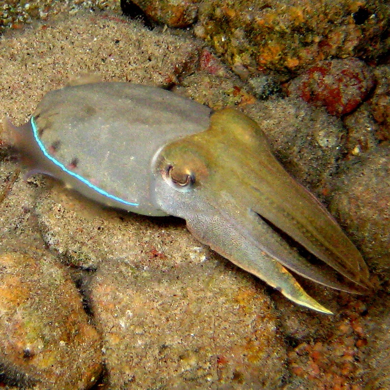 Фараонова каракатица. Фараонова каракатица.