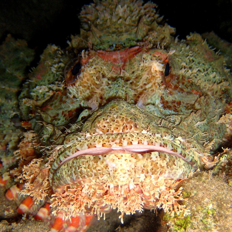 Скорпенопсис. Скорпенопсис.