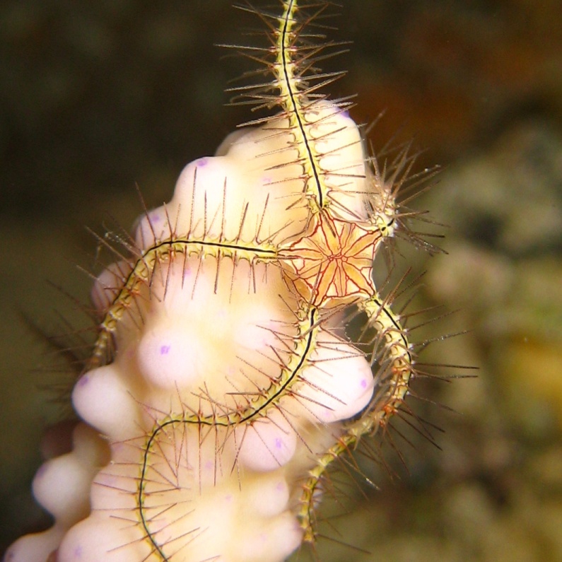 Офиура Офиотрикс Савиньи (Ophiothrix savignyi). Офиура Офиотрикс Савиньи (Ophiothrix savignyi).