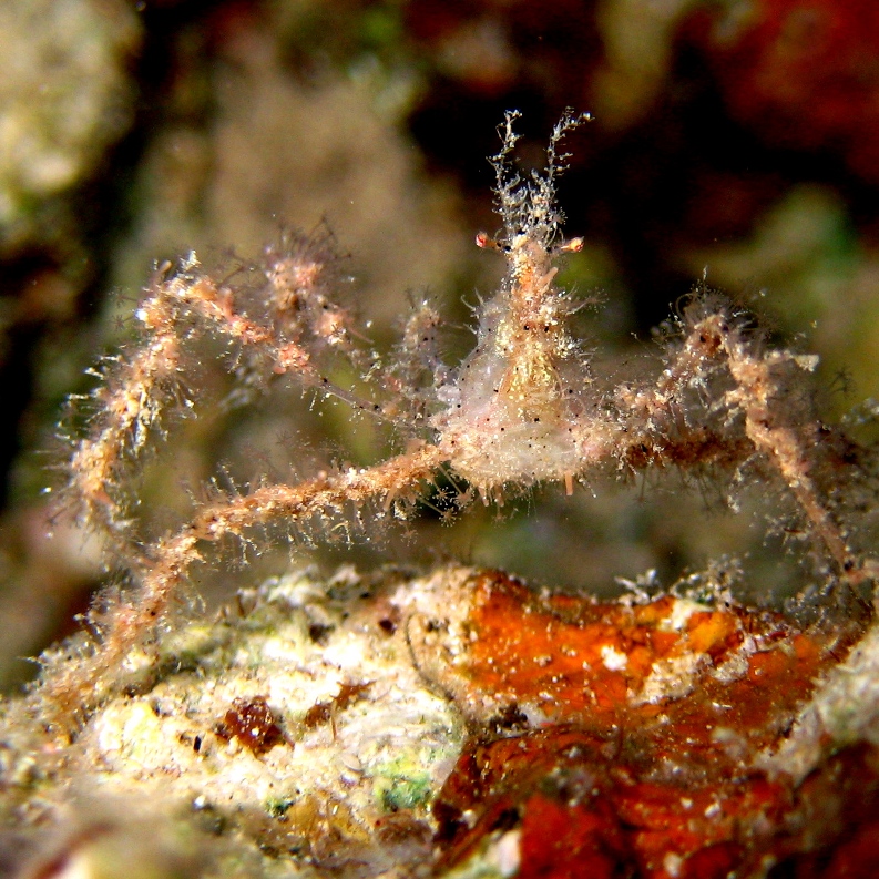 Шипастый краб-паук. Шипастый краб-паук.