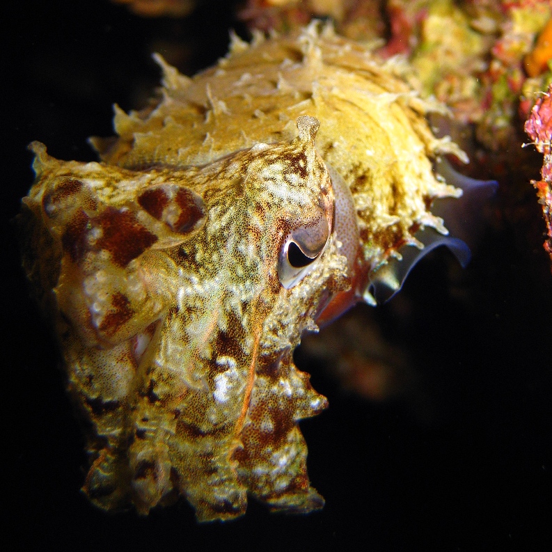 Каракатица Прашада. Каракатица Прашада.