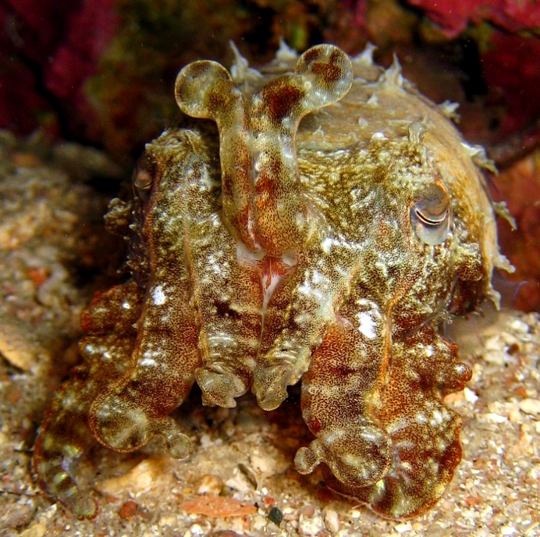 Каракатица Прашада. Каракатица Прашада.