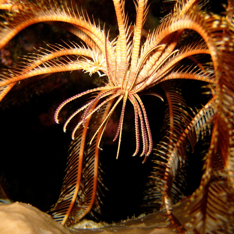 Морская лилия. Морская лилия.