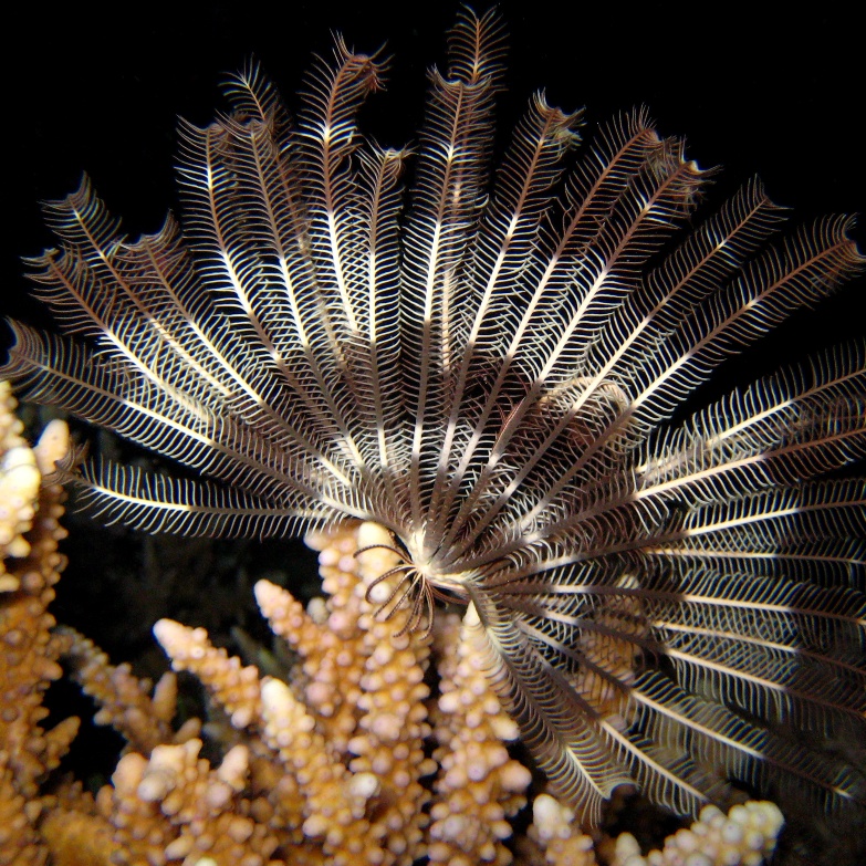 Морская лилия. Морская лилия.