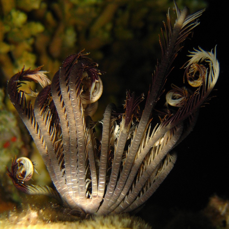 Морская лилия. Морская лилия.