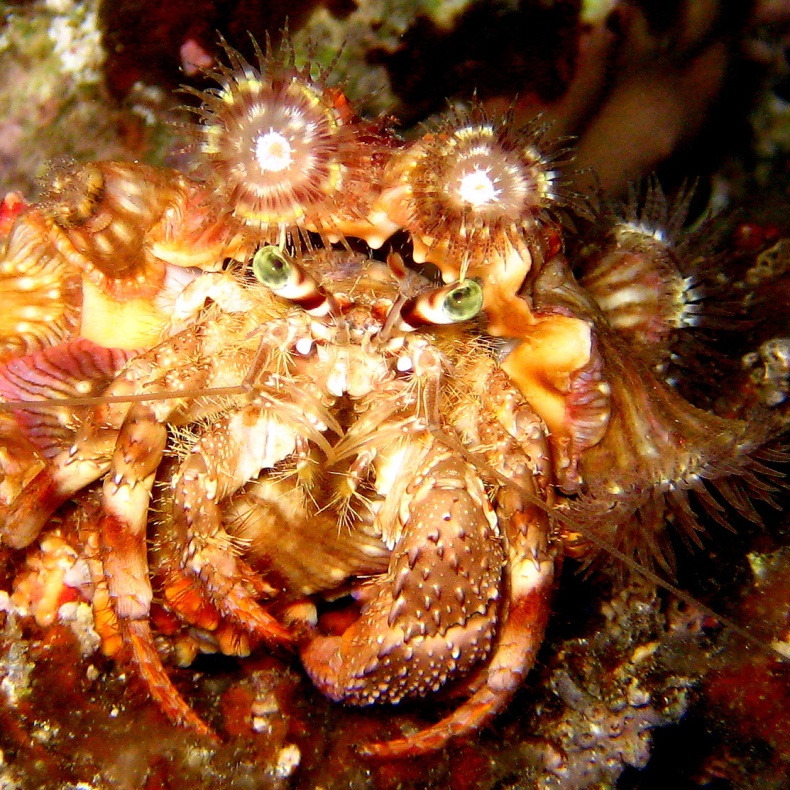 Анемоновый рак-отшельник. Анемоновый рак-отшельник.