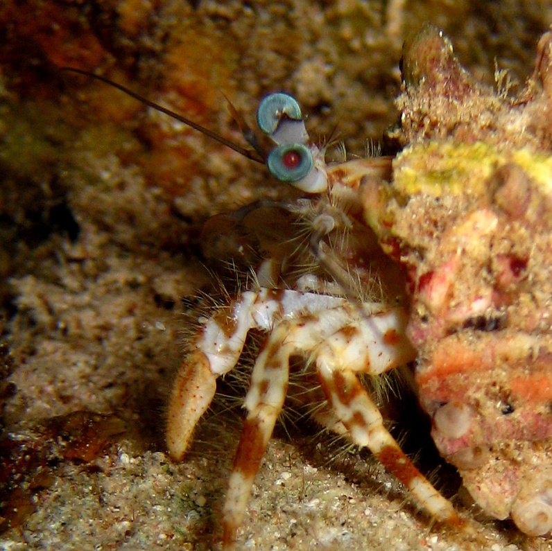 Рак-отшельник. Рак-отшельник.