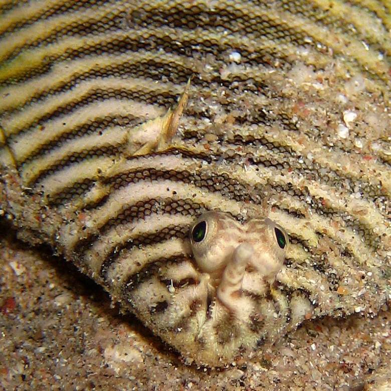 Морской язык. Морской язык.