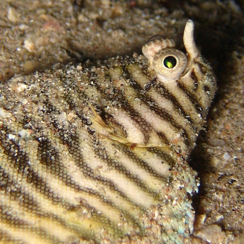 Морской язык. Морской язык.