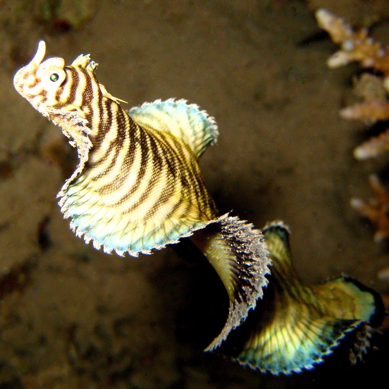 Морской язык. Морской язык.