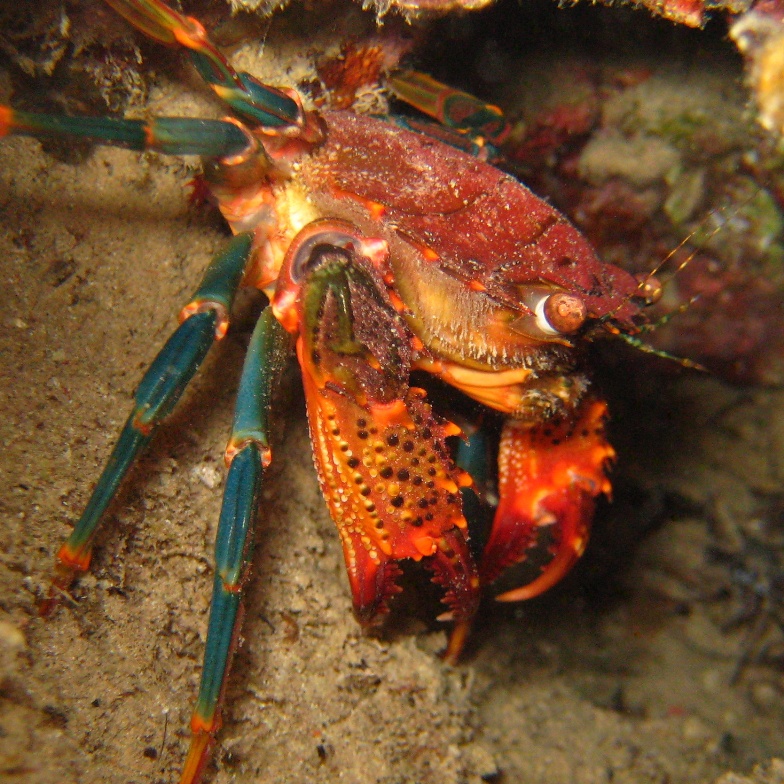 Розовый краб-плавунец. Розовый краб-плавунец.