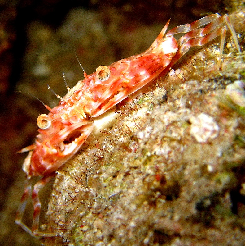 Красно-оранжевый краб плавунец. Красно-оранжевый краб плавунец.