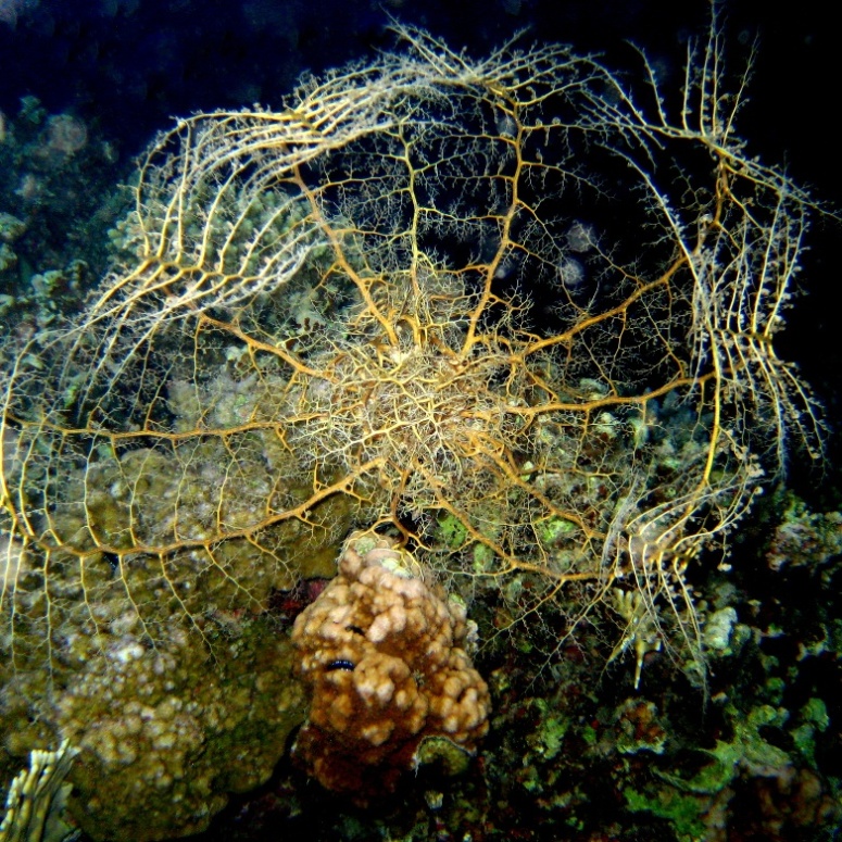 Офиура Горгоноцефал. Офиура Горгоноцефал.