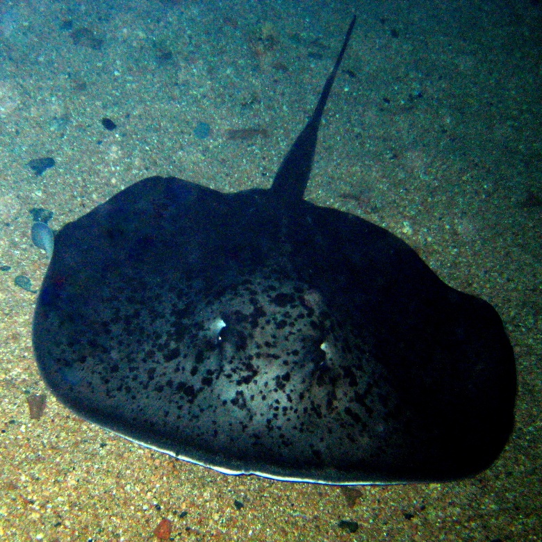 Скат ночью. Скат ночью.