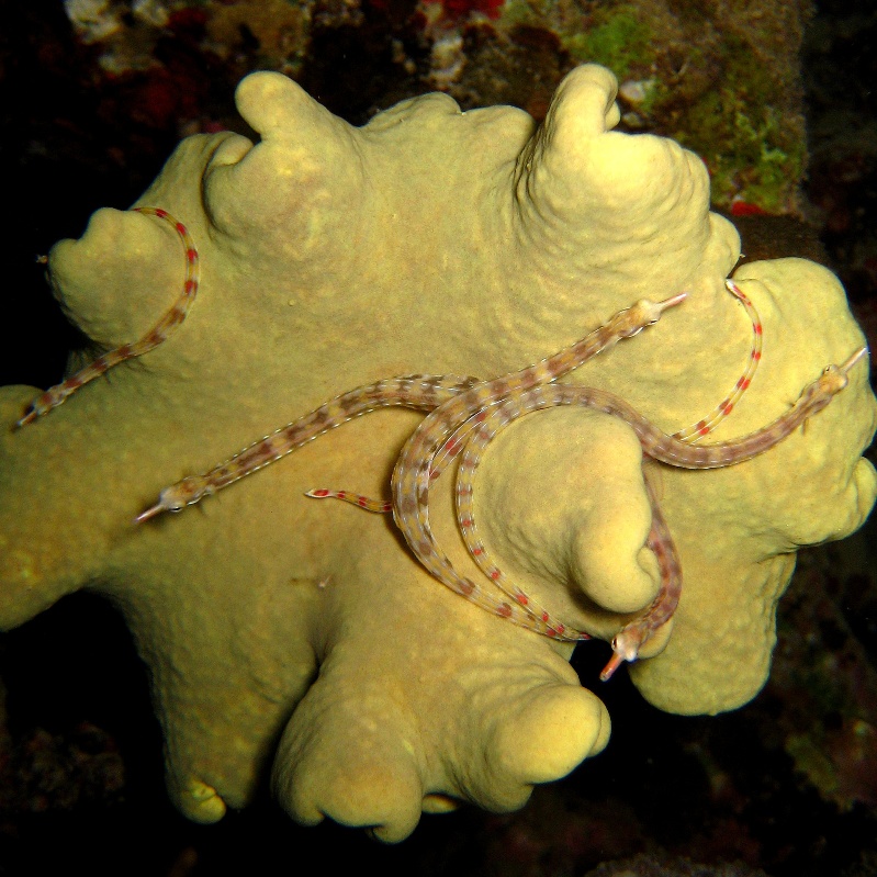 Рыбы-иглы. Рыбы-иглы.