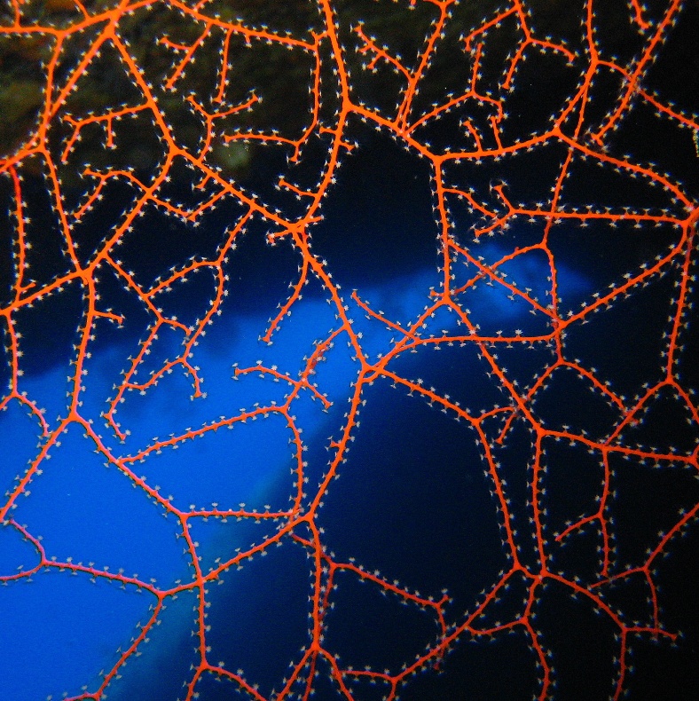 Caves, Горгонария. Caves, Горгонария.