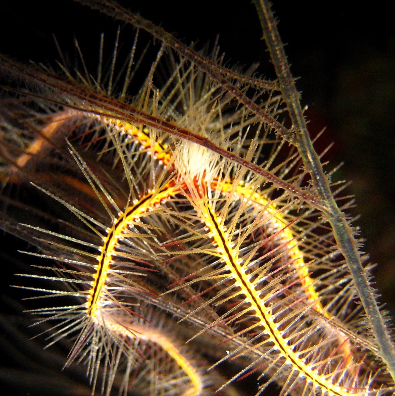 Caves, Офиура. Caves, Офиура.