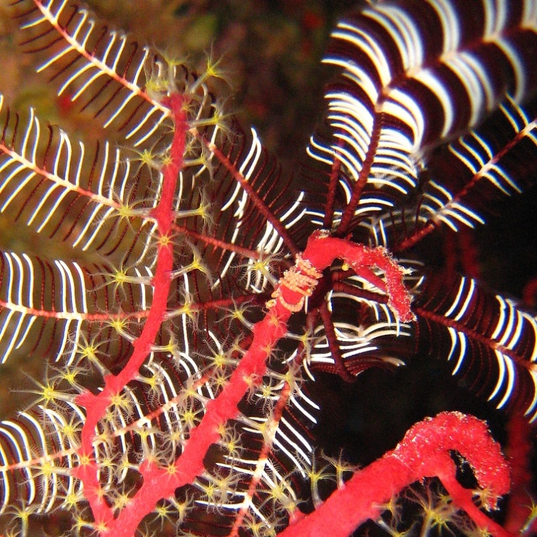 Caves, Десятилучевая лилия. Caves, Десятилучевая лилия.