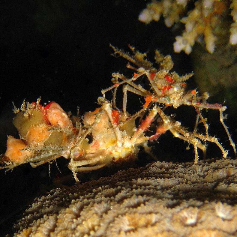Крабы-пауки оющаются. Крабы-пауки оющаются.