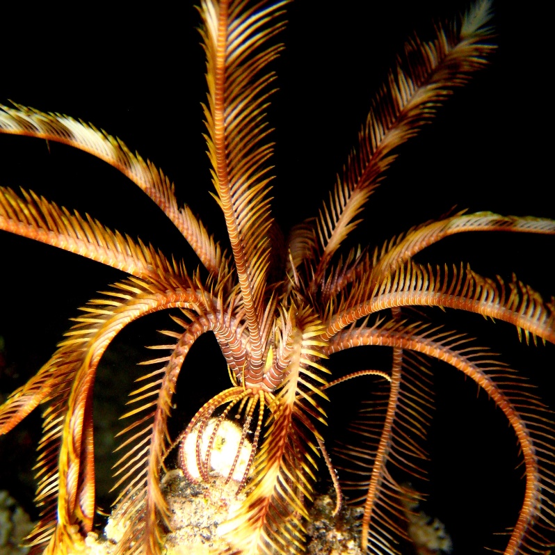 Морская лилия. Морская лилия.