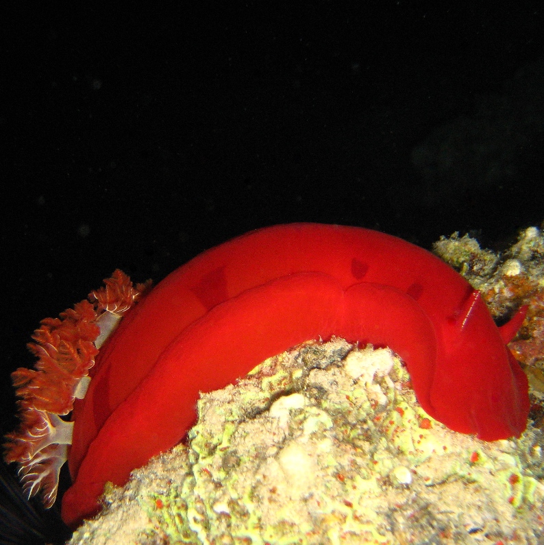 Испанский танцор. Испанский танцор.