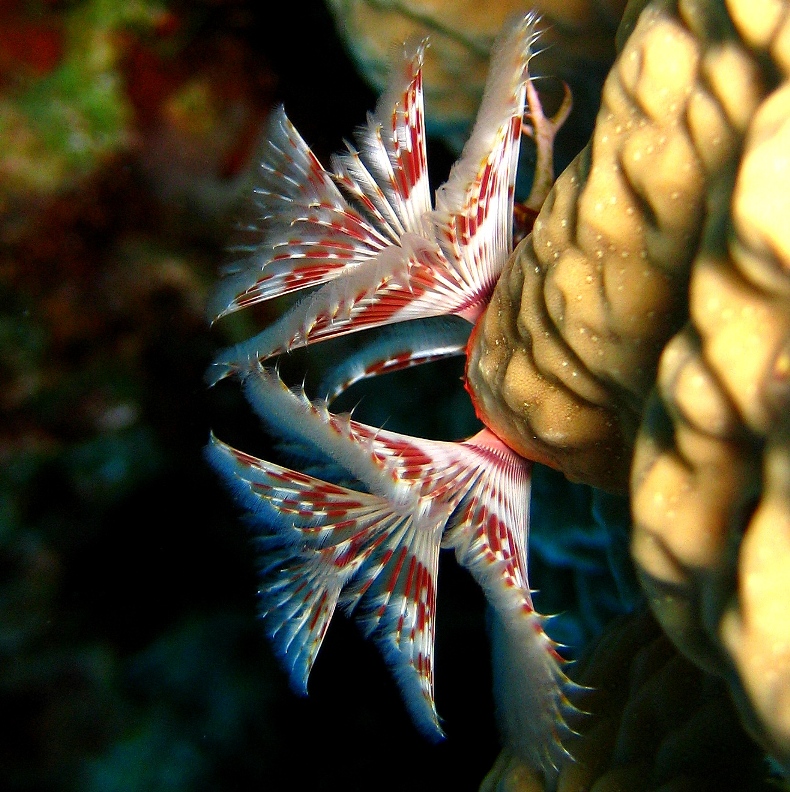 Морской трубчатый червь. Морской трубчатый червь.
