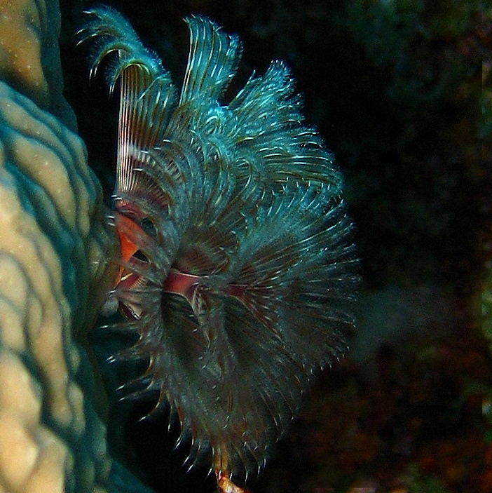 Морской трубчатый червь. Морской трубчатый червь.