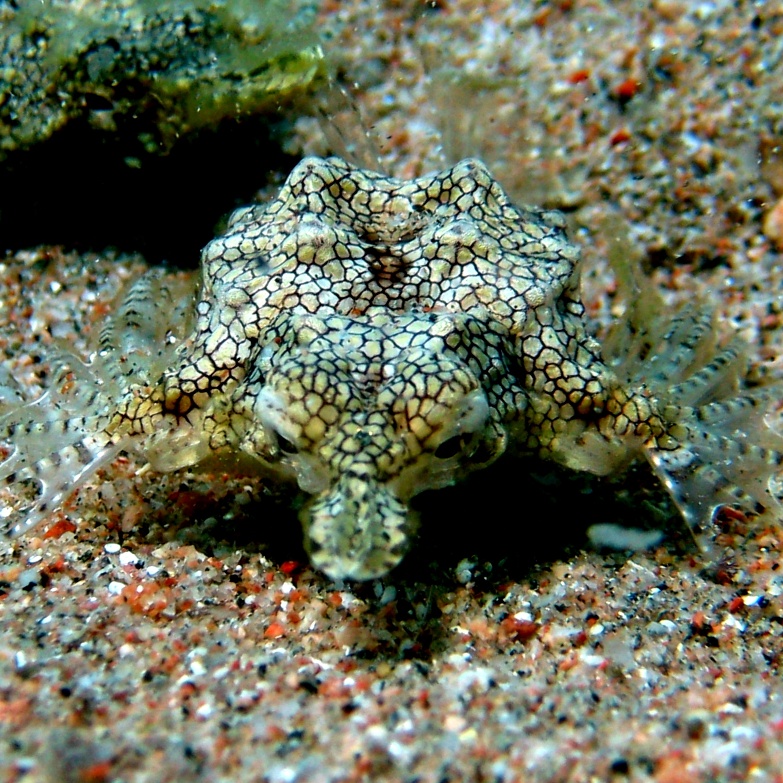 Дракон-пегас. Дракон-пегас.