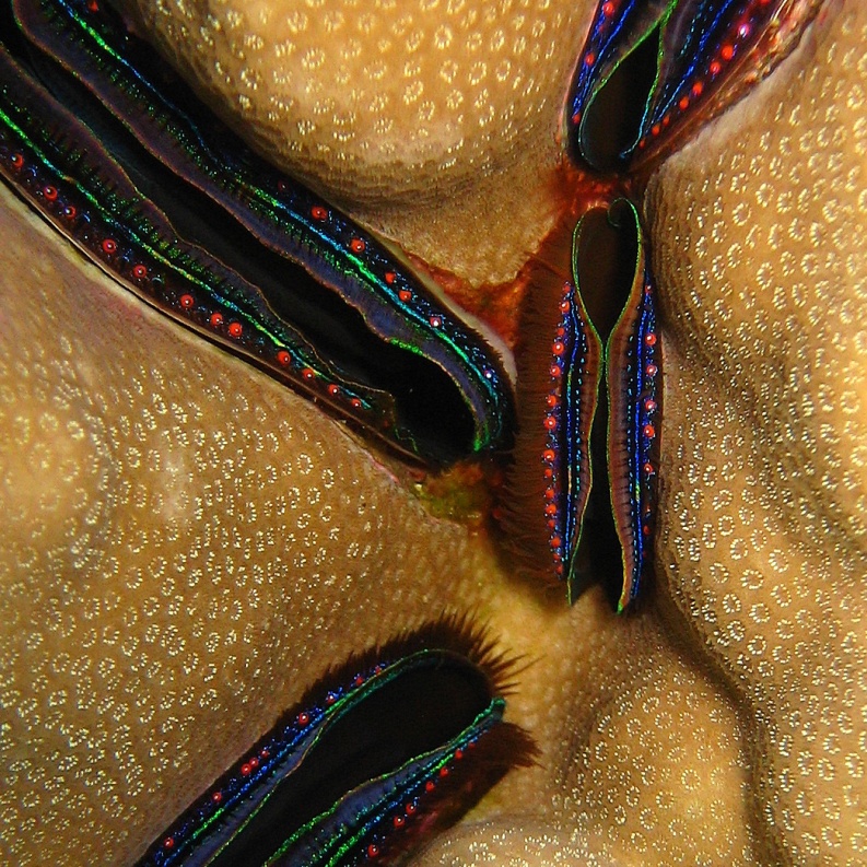 Коралловые гребешки. Коралловые гребешки.