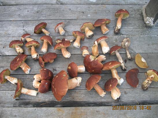 Онега-2010 Онега-2010