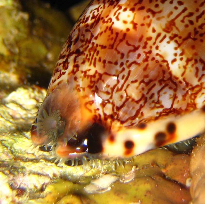 Моллюск Тигровая ципрея. Моллюск Тигровая ципрея.