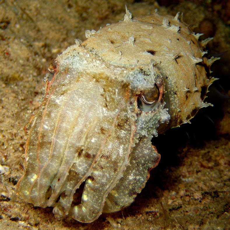 Каракатица. Каракатица.