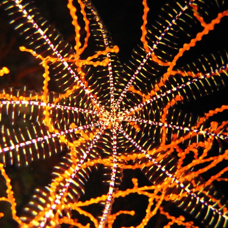 Десятилучевая морская лилия. Десятилучевая морская лилия.