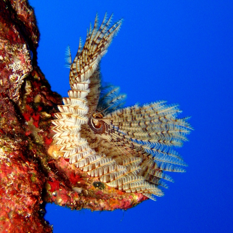 Морской трубчатый червь. Морской трубчатый червь.