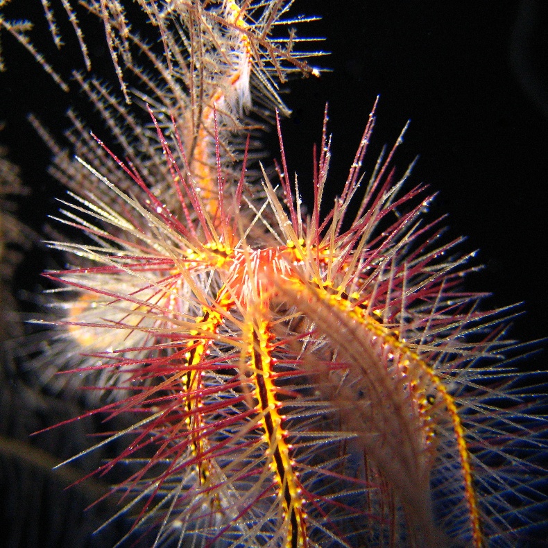 Офиура Офиотрикс Савиньи (Ophiothrix savignyi). Офиура Офиотрикс Савиньи (Ophiothrix savignyi).