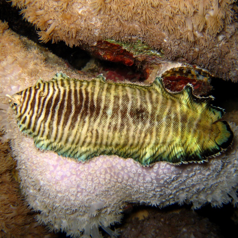 Морской язык. Морской язык.