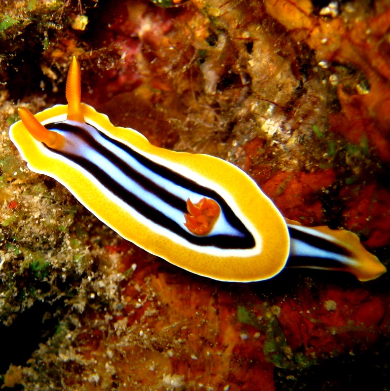 Голожаберник. Голожаберник.