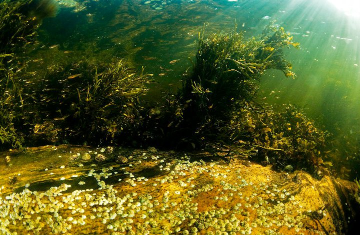 гулен от лассе1 гулен от лассе1