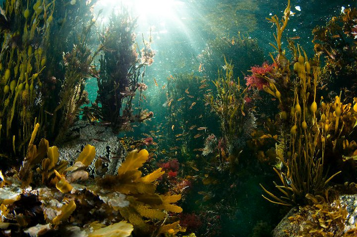 гулен от лассе2 гулен от лассе2