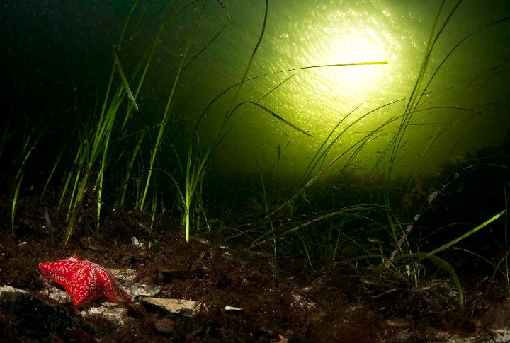 гулен от лассе4 гулен от лассе4