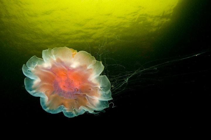 гулен от лассе5 гулен от лассе5