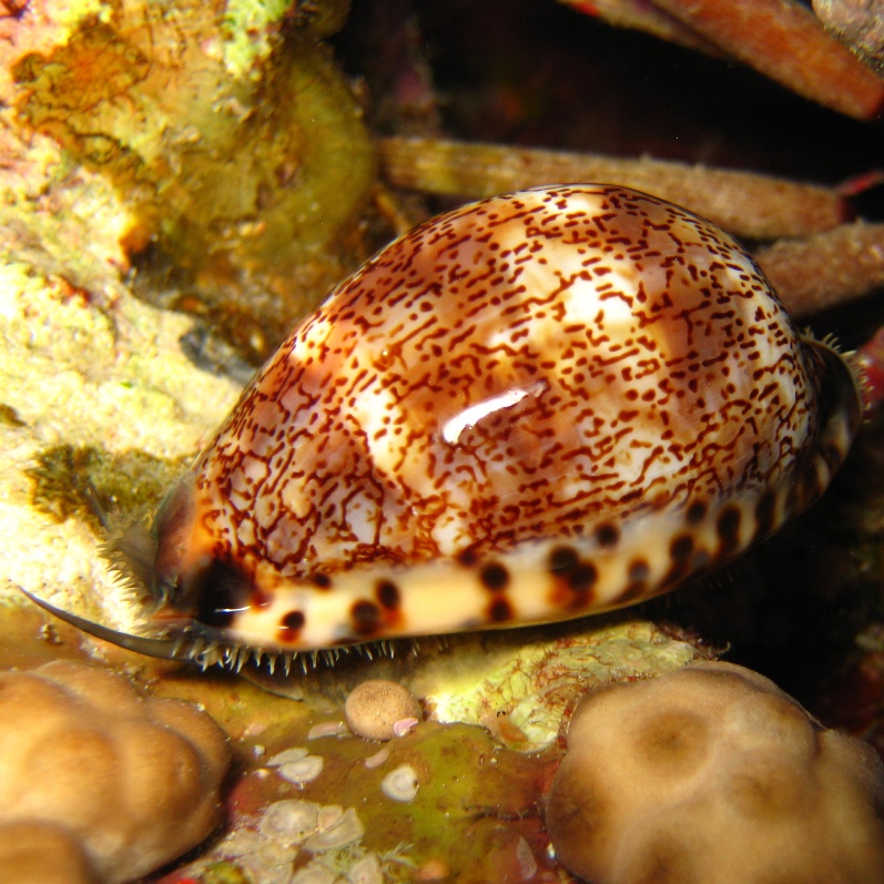 Фарфоровая улитка,каури,ципрея. Фарфоровая улитка,каури,ципрея.