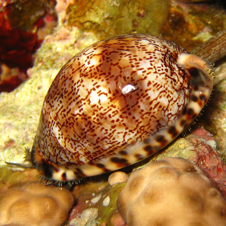 Фарфоровая улитка,каури,ципрея. Фарфоровая улитка,каури,ципрея.