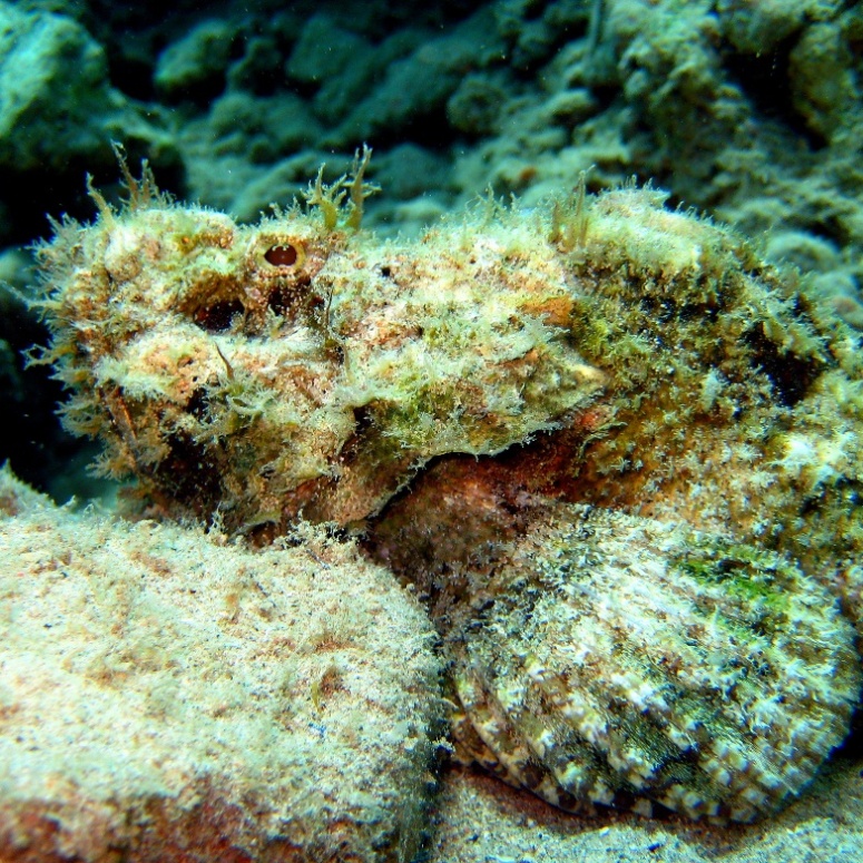 Скорпенопс. Скорпенопс.