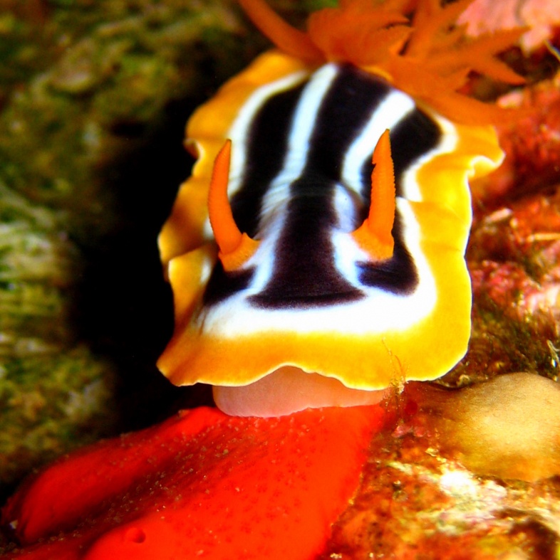 Голожаберный моллюск. Голожаберный моллюск.