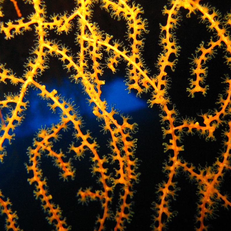 Горгонариевый мягкий коралл. Горгонариевый мягкий коралл.