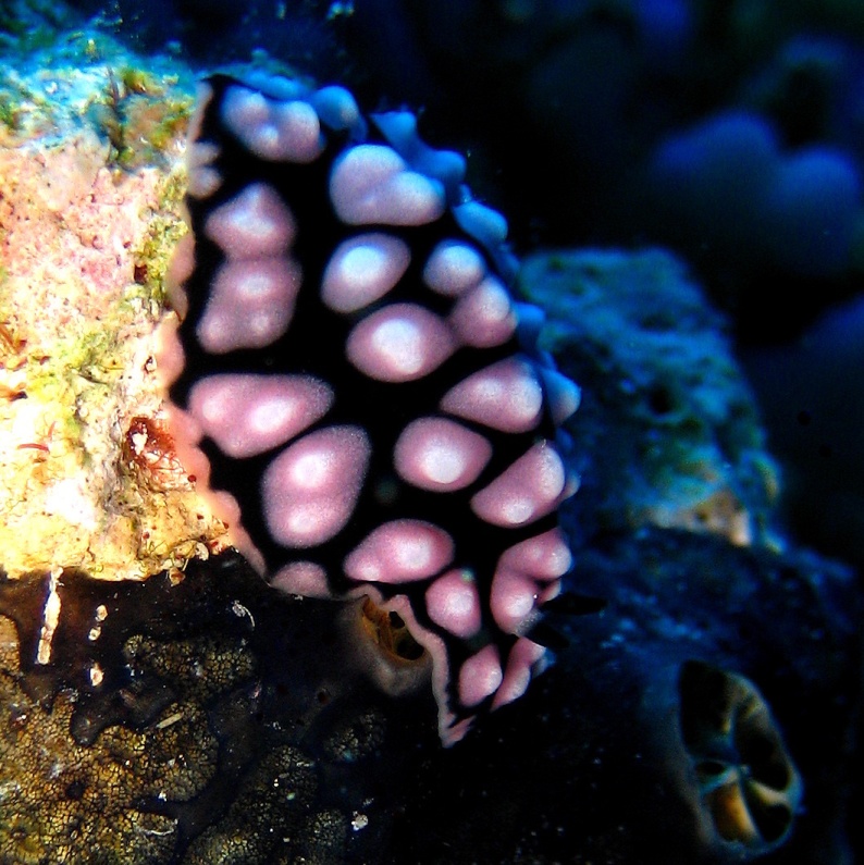 Голожаберный моллюск. Голожаберный моллюск.